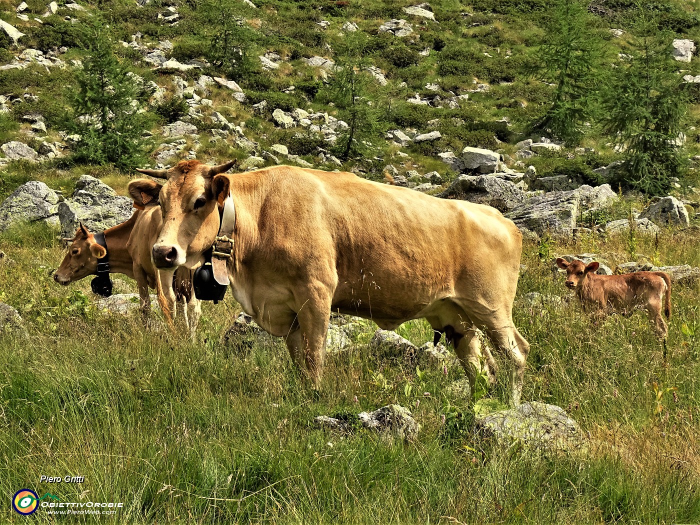 69 Piccolo vitello protetto a vista dalle mucche.JPG
